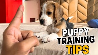 Beagle Puppy Training 12 Tips from a Dog Trainer [upl. by Aihseya]