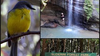 Buderim Forest Park QLD [upl. by Timmi]