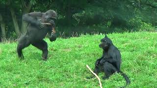 GaiaZOO Gorilla kleuter vs Kuifmangabey [upl. by Derinna]