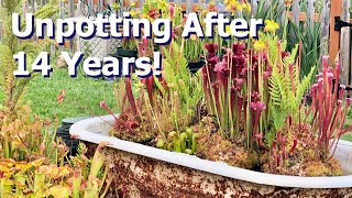 Unpotting Carnivorous Plants After 14 Years [upl. by Hardman]