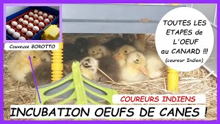 De lŒuf aux Canards coureurs indiens  TOUTES LES ETAPES   Couveuse BOROTTO [upl. by Melas]