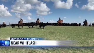 Branding cattle near Whitlash [upl. by Hedberg]