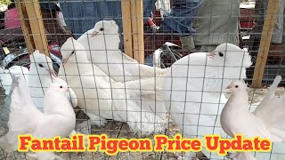 White Fantail pigeon price  Fantail pigeon price in pakistan [upl. by Esylle]