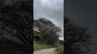 Lone Huge Tree Along Lake Oloiden Kongoni Naivasha Nakuru City County Waterscape Landscapes Nature P [upl. by Geier226]