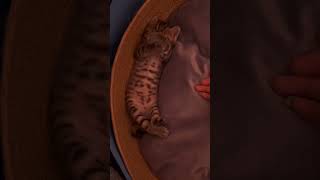 cat cattv catvideos catnap catmemes catsong catand catanddog catwatchingtv cathome kitten [upl. by Brnaby]