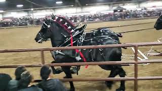 Percheron 6 horse hitch Red Oak Percherons at 2022 Gordyville Draft horse sale [upl. by Einnos487]