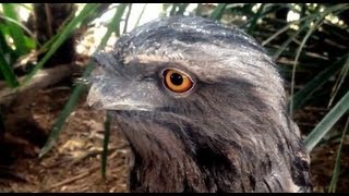 Tawny Frogmouth Owl  Bird feeding [upl. by Georgiana885]