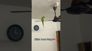 Jango Sitting on Fan  Talking Parrot Jango  Mithu loves Jango ❤️🦜 [upl. by Tonry832]