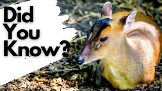 Things you need to know about MUNTJAC [upl. by Rim97]