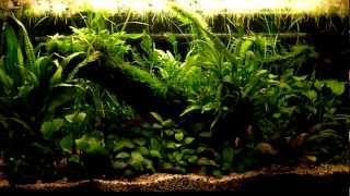 kosturs low tech aquarium [upl. by Fairfax]