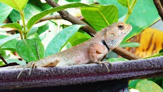 Chameleon changing color on tree [upl. by Prager]