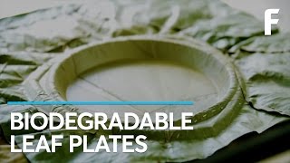 Environmentally Friendly Plates That Biodegrade in a Month [upl. by Punak869]