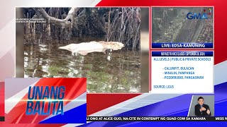 3 nabubulok na baboy natagpuang palutanglutang sa baybayin  Unang Balita [upl. by Esilec]