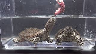 The Snapping Turtle Eats A Pink Rat  Warning Live Feeding [upl. by Boor173]