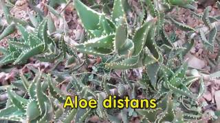 Aloe distans aloe perfoliata species [upl. by Nosnevets]