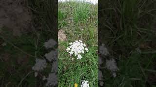 Daucus Carota 🥕les différentes étapes de floraison [upl. by Derraj184]