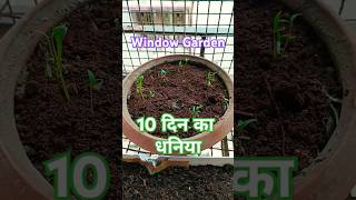 Organic Dhaniya  Window Kitchen Garden shorts youtubeshorts garden kitchen organic [upl. by Jarin421]