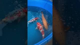 Fresno Koi Show 92923 [upl. by Farlie704]