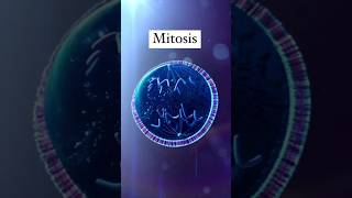 Mitosis Animation [upl. by Odell]