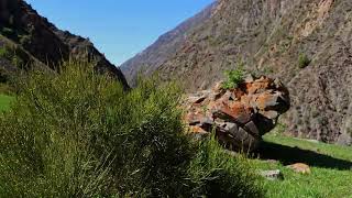 large mountain in font of green grass hill with Ephedra bush at windy sunny summer day [upl. by Nivlem]