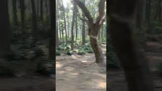 Tiger reserve forest trending travel forest [upl. by Sapphira]