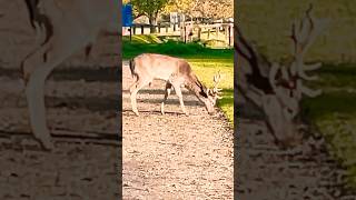 A beautiful Fallow deer buck nature wildlife fallowdeer buck 🫎 [upl. by Tjader]