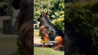 German Shepherd vs Belgian Malinois Which Guard Dog Reigns Supreme😱 [upl. by Dougie]