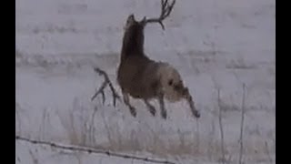 Mule deer buck with droptine shedding antlers on film a must see [upl. by Ikkela]