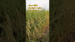 Arize AZ 8433 DT 🌾bayer 100 result [upl. by Alyda]