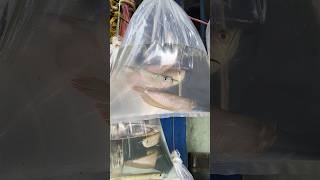 Arowana fish 🐠 Kolkata fish market 🐠 fishing fishmarket Petsman0 shorts aquarium 🪸 [upl. by Thirion]