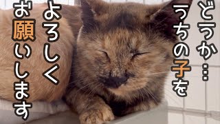 子猫を里子に出したらズー母ちゃんが… [upl. by Orabelle]