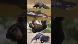 What do a chimp a platypus an anteater and a pangolin have in common [upl. by Anailuy]