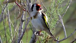 Goldfinch Singing Carduelis carduelis Καρδερίνα  Σγαρτίλι  Cyprus [upl. by Mukul]