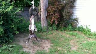 Pitbull Blue Detroit Tire Swing [upl. by Norri131]