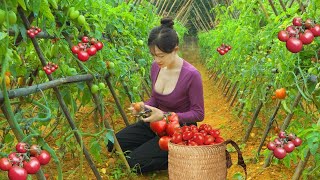 Single mother Visit corn beans gardens harvest agricultural products to sell at the market [upl. by Draneb]