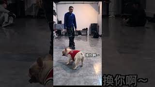 菜包看不下去～Bdog 要出場了！ 法鬥 frenchbulldog frenchbulldoglover frenchbulldogs 有趣的狗 dogdance [upl. by Hendrix]