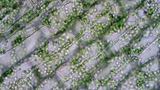 Chloroplasts moving by cytoplasmic streaming in elodea leaf cells Microscope 40x view [upl. by Xonk]