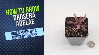 How to Grow and Propagate Drosera Adelae Carnivorous Plant Grow Guide [upl. by Layman]