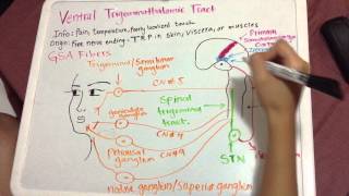 Ventral Trigeminothalamic Pathway [upl. by Altman]