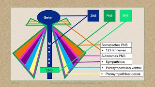 Modul 5 Lektion 14 Anatomie das Gehirn [upl. by Lamahj570]