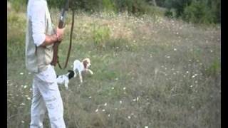 Cuccioi di setter inglese di 90 gg in addestramento su quaglie con ferma consenso e prova di sparo www allevamentodambrosio it [upl. by Buffum]