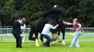 Stallion Fight Two Irish Shires [upl. by Kellen]