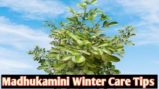 Madhu kamini  Murraya paniculata Winter Care Tips  fertlizers [upl. by Wiltshire589]