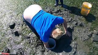 Digging Geoduck Clams In Port Townsend Bay Washington State [upl. by Leacock]