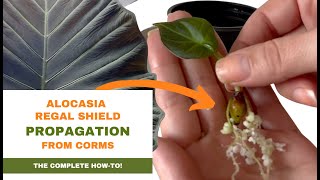 How to Grow Alocasia from CORMS Alocasia Regal Shield Propagation Step by Step [upl. by Keavy]