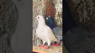 Nagercoilpigeons jamba bigline Oldset parava நாகர்கோவில் பறவை [upl. by Wolram]