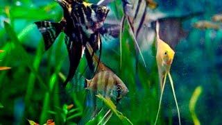 Species Profile  30  The Angelfish Pterophyllum scalare [upl. by Siraf]