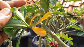 How to Handle Adenium Leaves Turn Yellow amp Fall Out in the Rainy Season Desert Rose Bonsai [upl. by Eibrad]