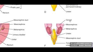 Urinary bladder development 2 [upl. by Winslow891]