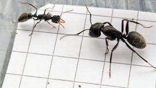 Camponotus vagus Major Italy vs Myrmecia urens Australia 14092024 [upl. by Areikahs]